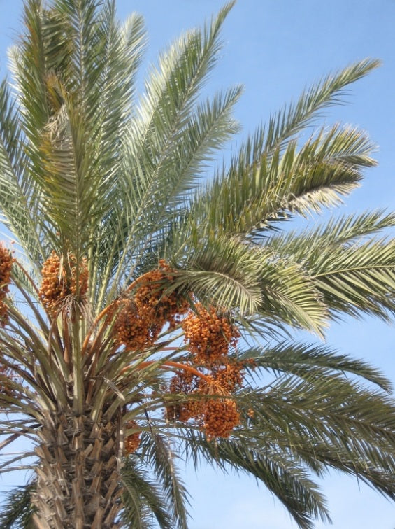Dattelpalmbaum mit reifen Früchten in orange an den Zweigen, vor einem klaren blauen Himmel.