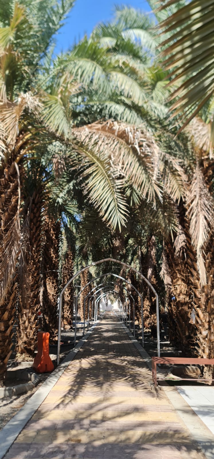 Weg im Palmengarten, gesäumt von Dattelpalmen, mit einem Bogen aus Metallrahmen entlang des Pfades.